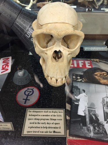 Monkey Skull